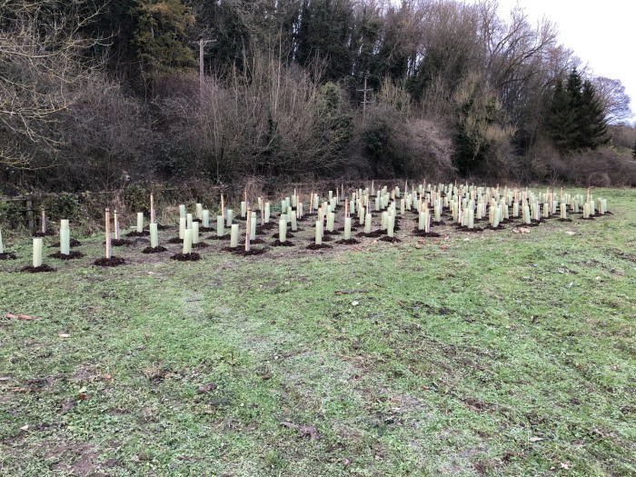 Tree Planting